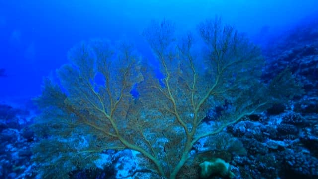 Diverse Coral Ecosystem with Sea Life