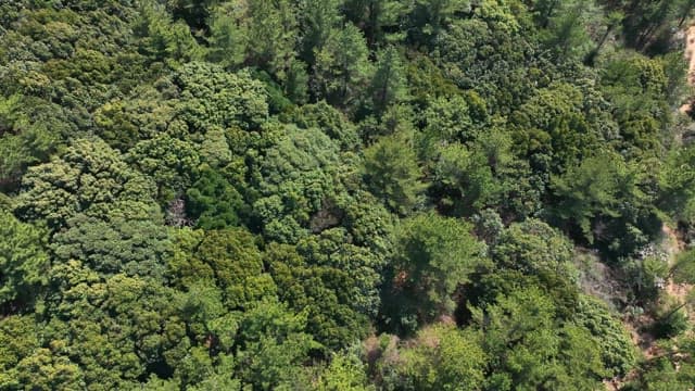 Lush green forest with dense foliage