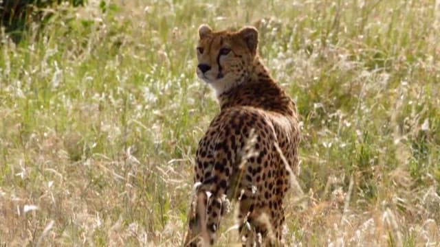 Cheetah Wandering in the Grassland