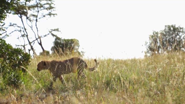 Cheetahs with Safari Vehicle Exploring a Grassland