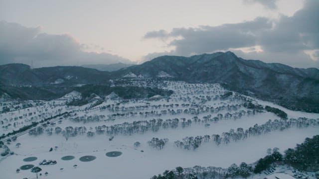 Snowy Pine Forest with Mountainous Backdrop