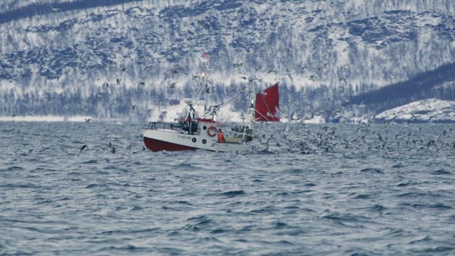 Fishing boats surrounded by seagulls