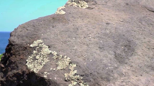 Rocky Coastal Landscape with Lush Foliage