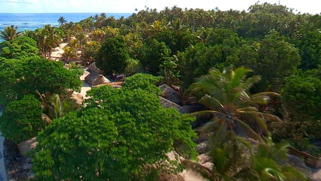 View of Tropical Beach and Palm Trees