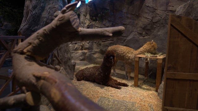 Two alpacas in a enclosure eating hay