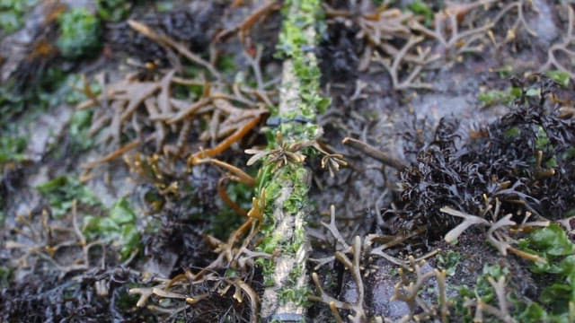 Seaweed growing in shallow waters