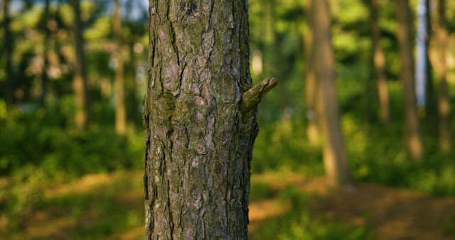 Hanging a Portable Speaker to a Tree
