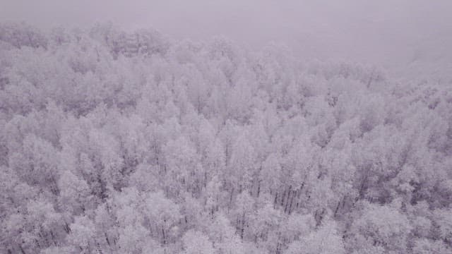 Superb View of a forest completely covered in snow