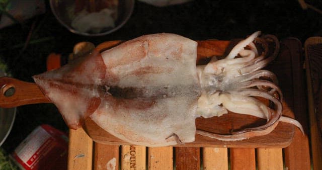Preparing Fresh Squid for Cooking