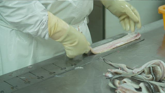Person preparing conger eel in a processing facility