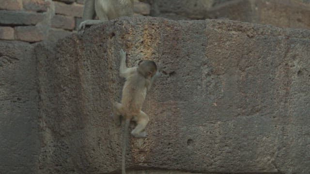 Baby Monkey Climbing Down on an Old Stone Wall