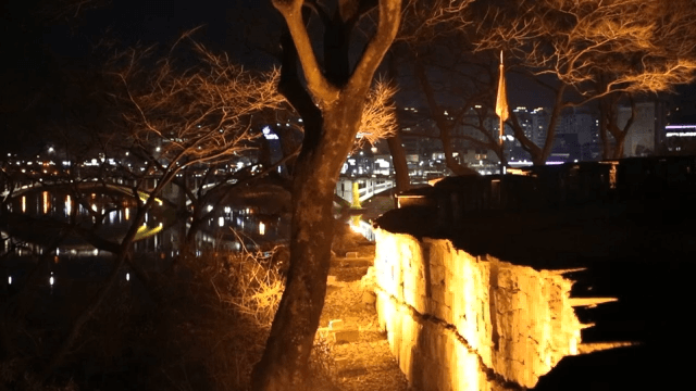 City Lights Twinkle Beyond the Blurry Foreground