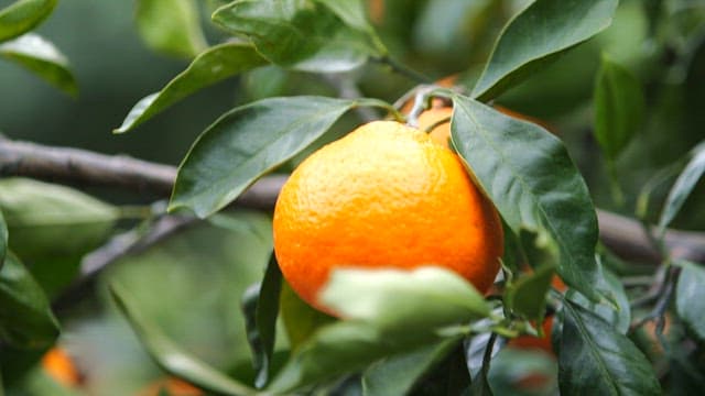 Ripe tangerine hanging on a tree branch