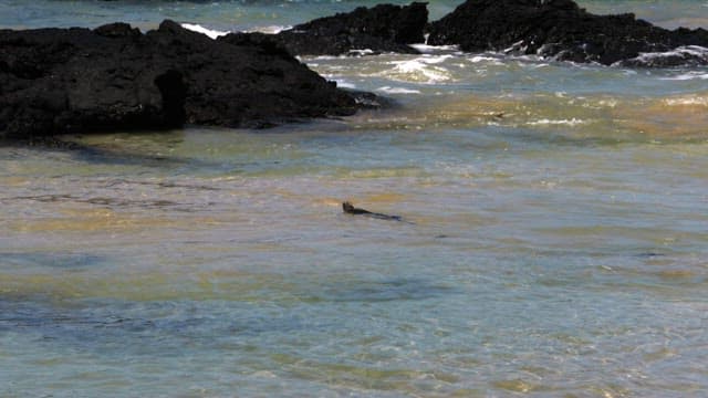 Marine Iguana Swimming in Coastal Waters