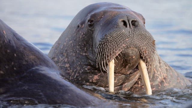 Walruses Resting by the Water
