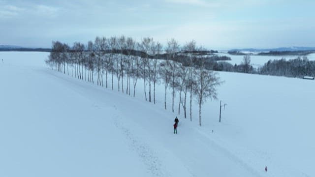 Winter Walk Along Snowy Birch Alley