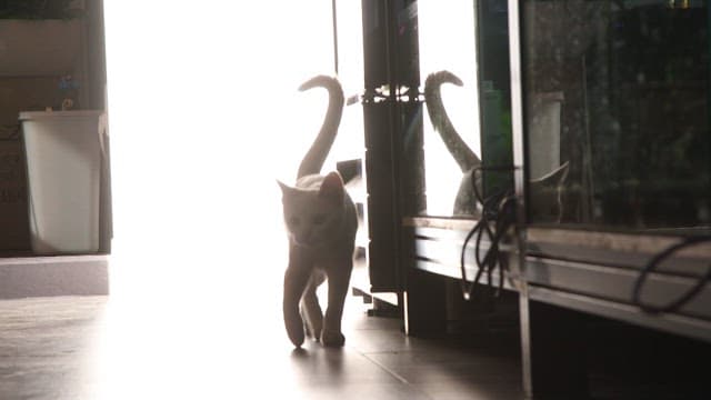 White cat walking inside the house with bright light