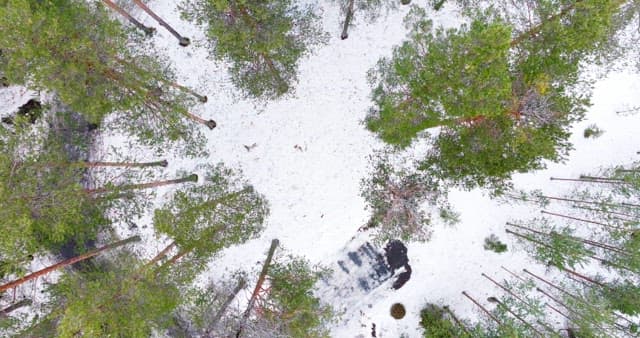 Snowy forest with a mirrored structure