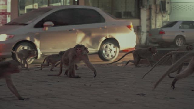 Monkeys Walking on the Street at Evening