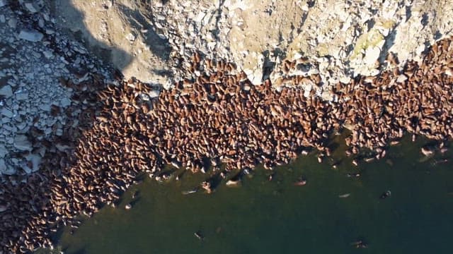 Herd of Walruse Congregating Along the Rocky Shoreline