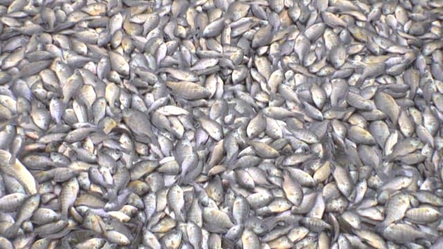 Pile of flapping fish