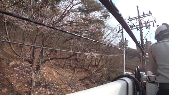 Electrician repairing power lines in forest