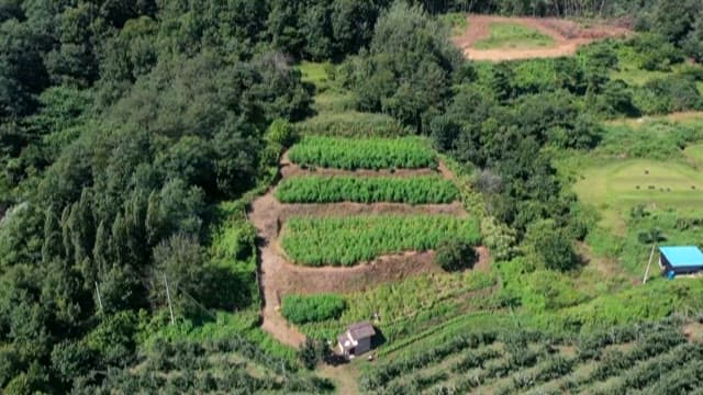 Green Lush Hemp Fields