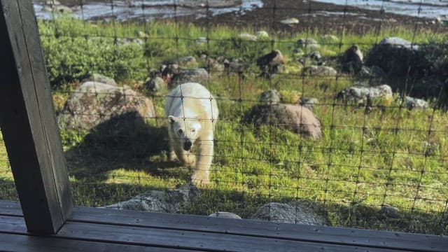 Polar bear approaching a fenced area