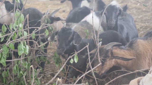 Goats Eating Forage in a Cattle Shed