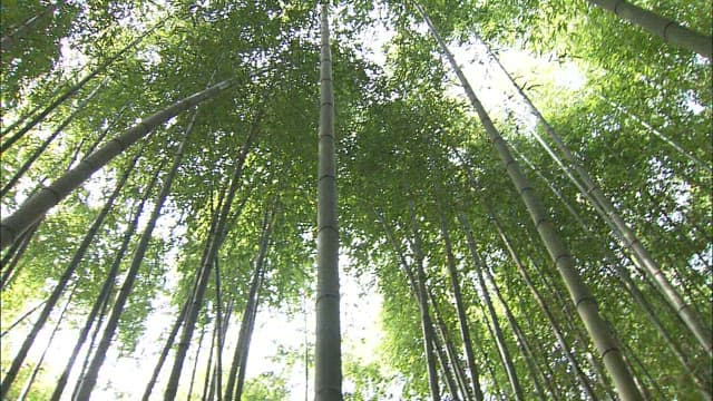Sunlight Filtering Through a Bamboo Forest