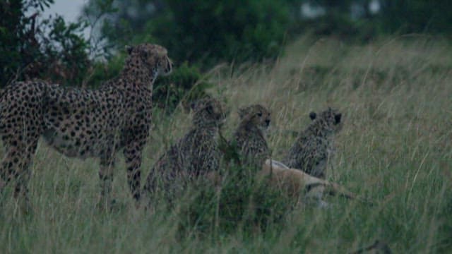 Cheetah Family Standing on a Rainy Meadow
