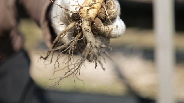 Person holding freshly dug ginseng from the ground