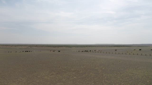 Herd of Goats Crossing the Vast Desert Plains