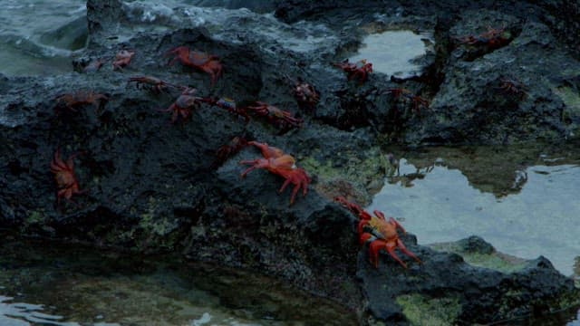 Bright red crab navigating volcanic rock
