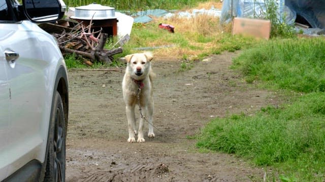 Chained dog barking near a parked car in a rural area