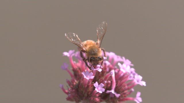 Bee sitting on a purple flower and sucking honey