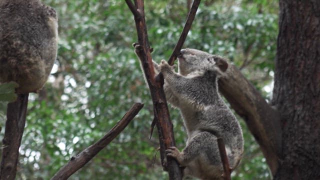 Koala resting peacefully in its natural habitat