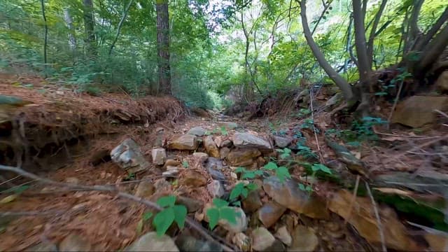 Walking Through a Secluded Forest Path