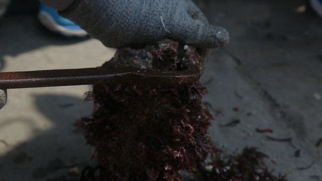 Opening an fresh oyster to reveal its contents