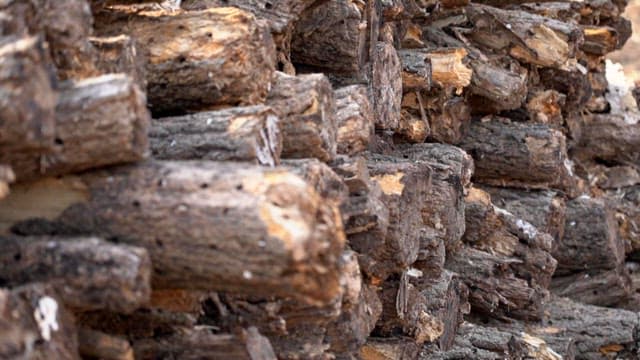 Stack of chopped wood logs in a sunny outdoor area.
