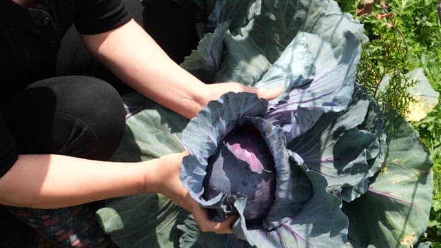 Hands inspecting a fresh cabbage on a sunny day