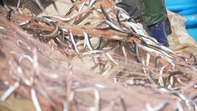 Fisherman sorting fish from the nets