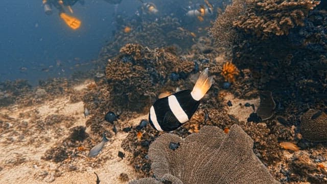 Tropical Fish Swimming Around Anemone