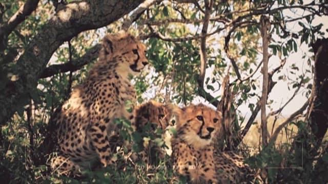 Cheetahs resting under the shade of a tree