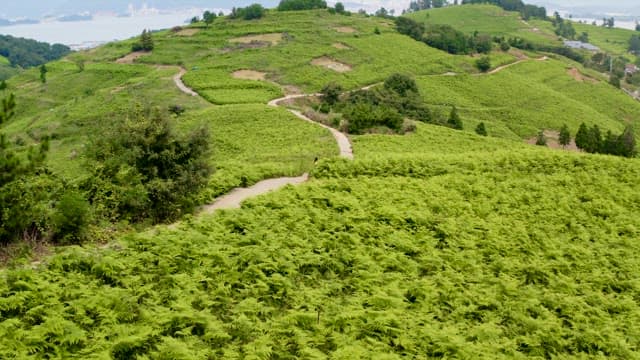 Serene and Lush Green Hills with Winding Path