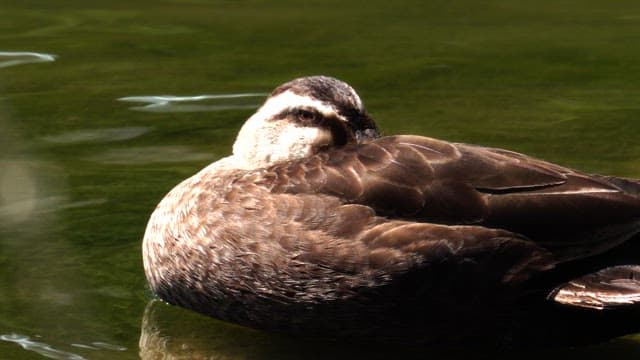 Duck resting and floating on calm water in sunny daylight
