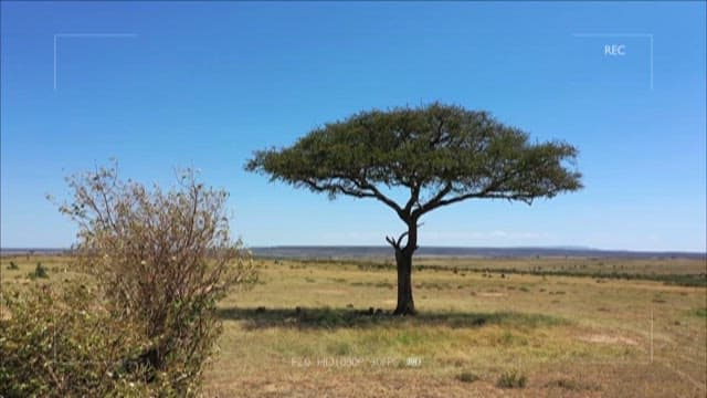 Serene African Savanna with Lone Tree