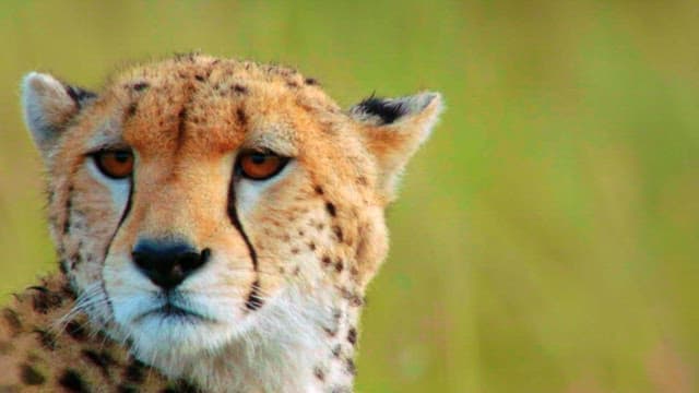 Cheetah's Gaze in the Wild