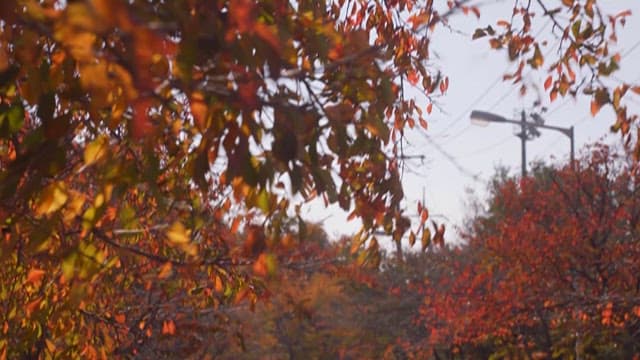 Autumn Leaves Along an Urban Street