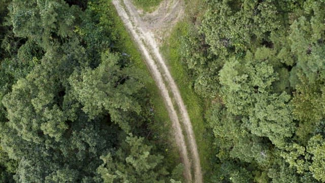 Aerial View of a Forest Path